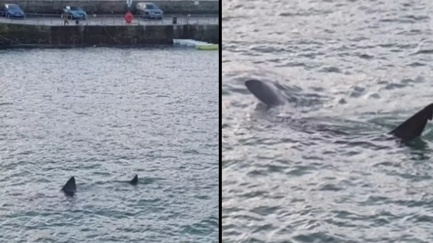 Tourist spots huge shark swimming in UK harbour