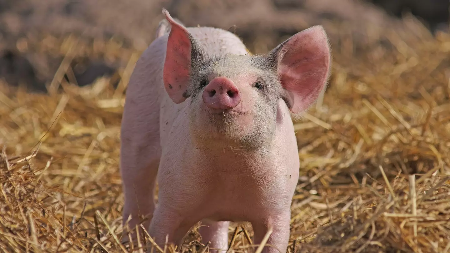 Scientists perform world's first successful pig-to-human lung transplant
