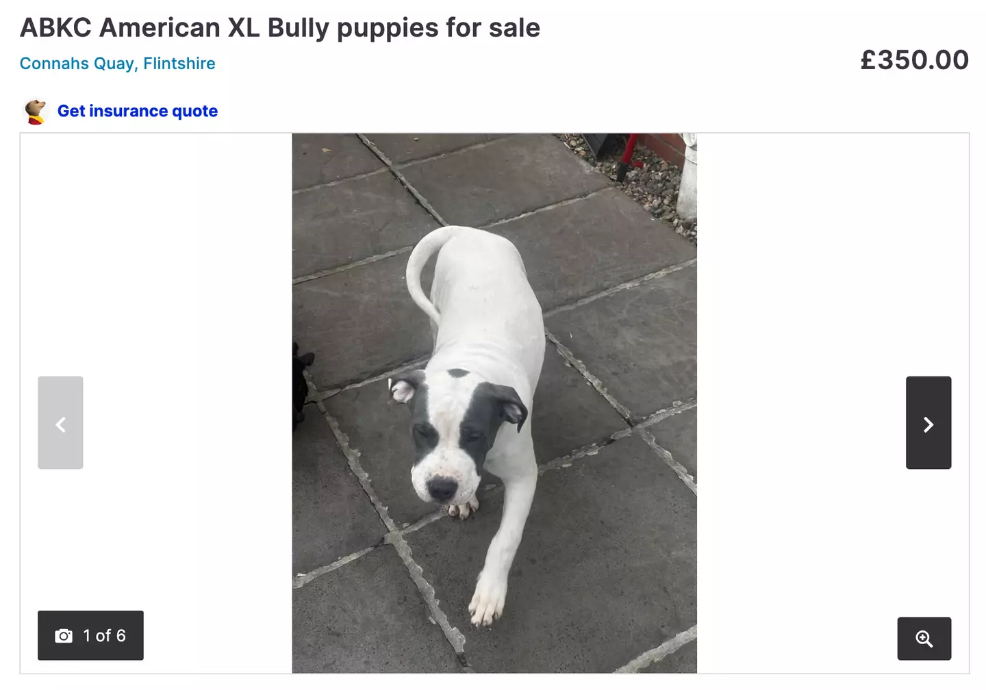 Some of the dogs are being sold for as little as £350.