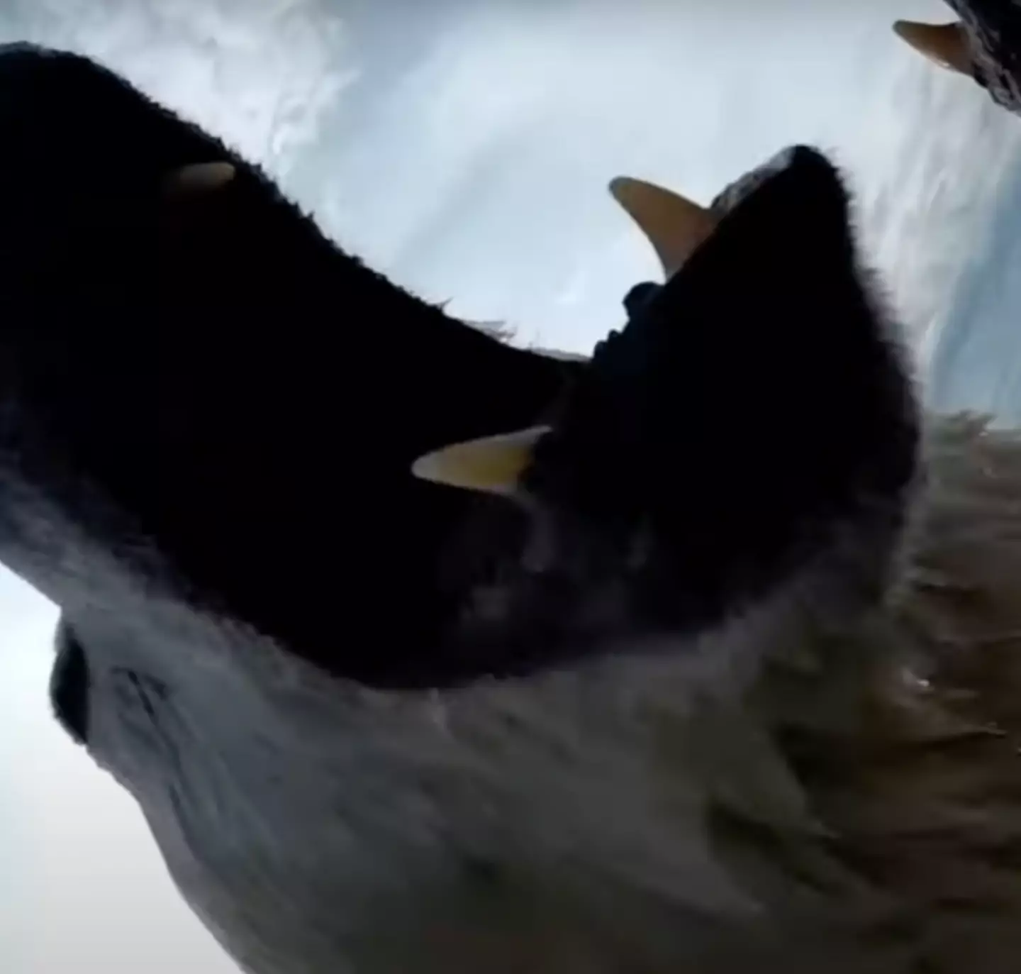 Polar bears have adapted to having more time on land by one of two approaches.