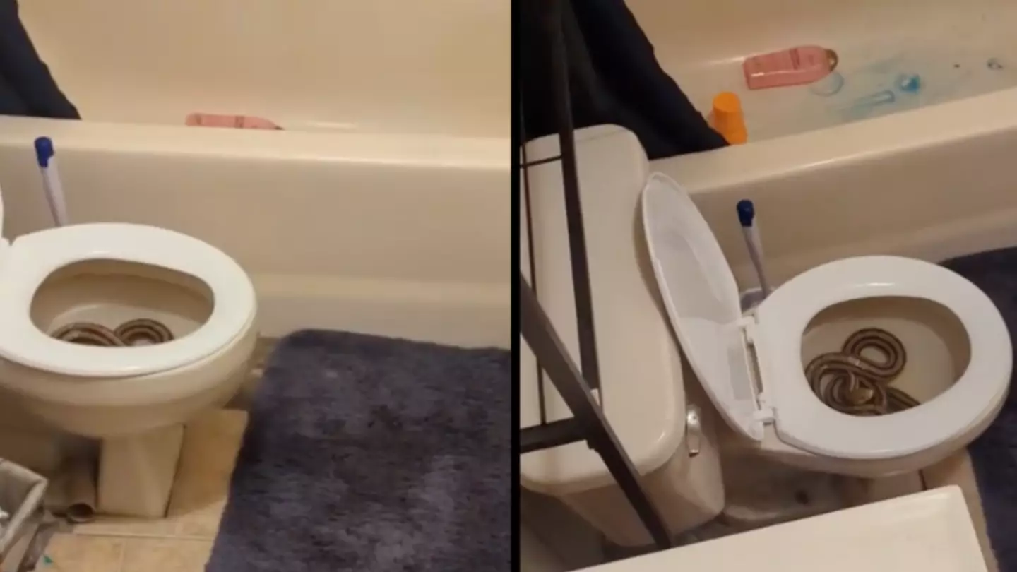Woman freaks out after going to the toilet and realises she just peed on a huge snake