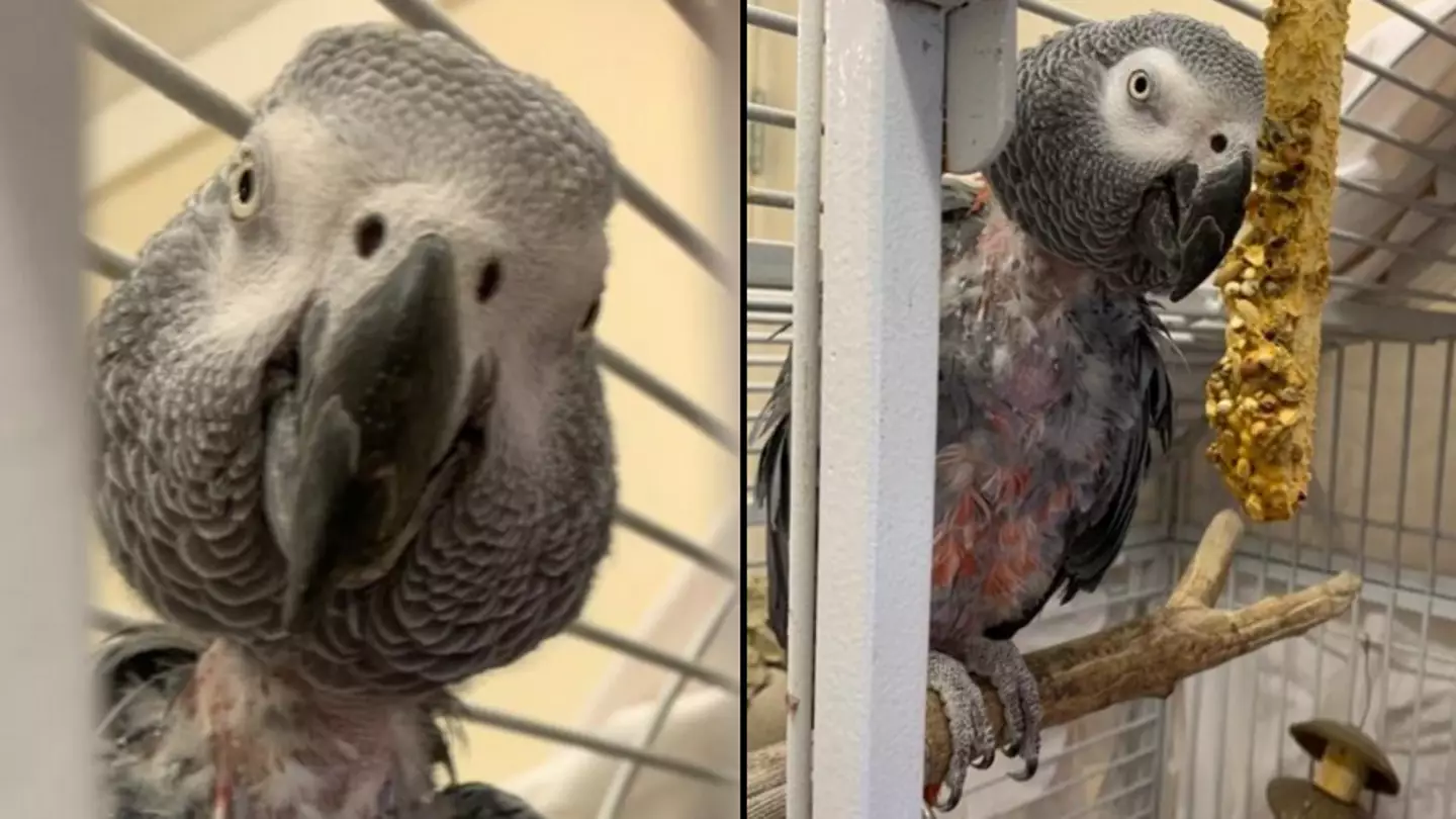 Parrot Who Stopped Talking Finds Voice - Telling New Owner To 'F*** Off'