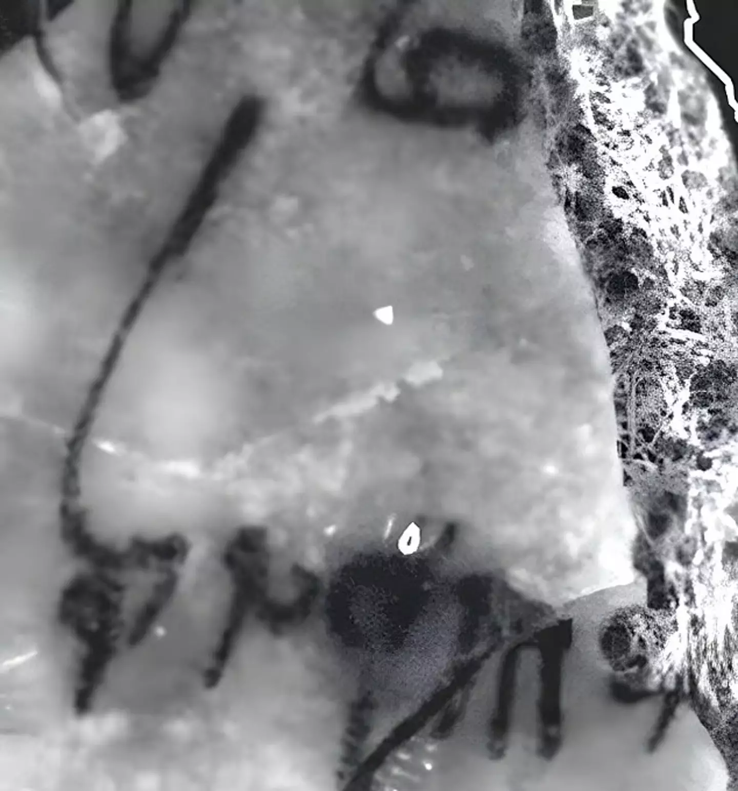 The manuscripts are said to be 2,000 to 2,300 years old (Leon Levy Dead Sea Scrolls Digital Library/Israel Antiquities Authority/Shai Halevi)