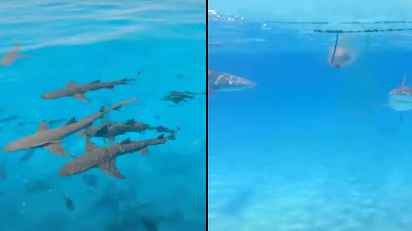 Man drops blood into sea to test if sharks can smell it from 1 mile away and was shocked by what he found