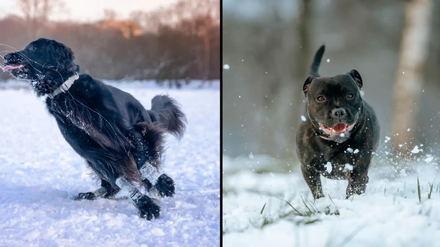 Warning issued over when it’s too cold to walk your dog