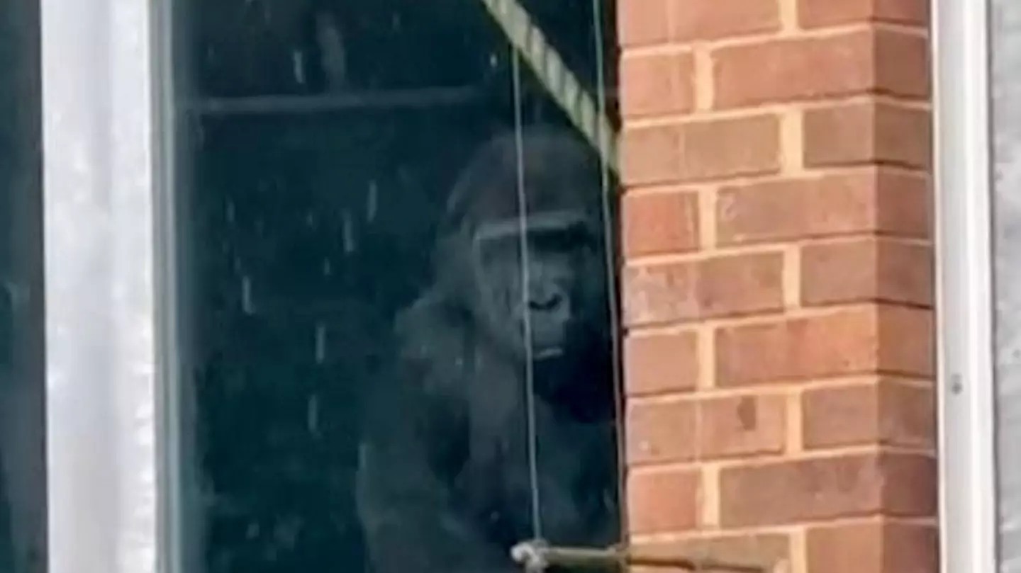 Brit zoo's latest update as urban explorers find gorillas banging on windows despite it shutting years ago