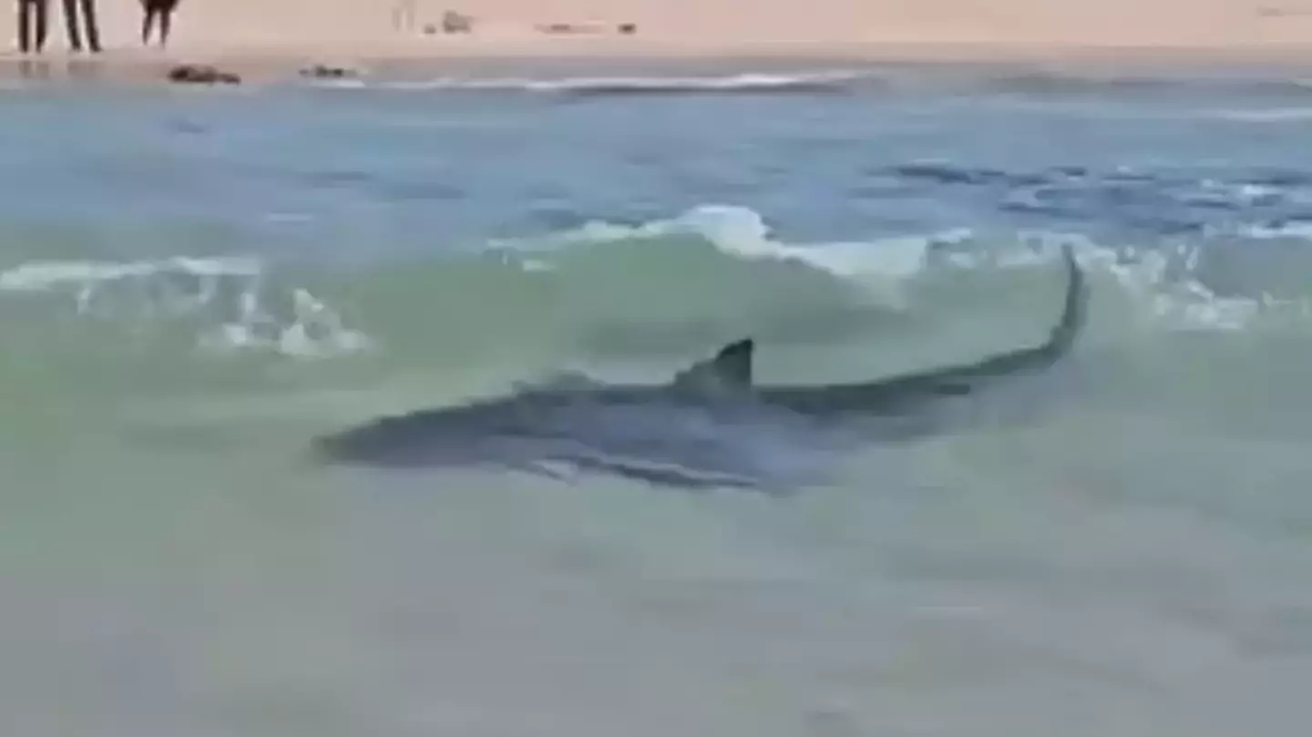 Last words of man dragged away by shark in Mediterranean Sea before body was found