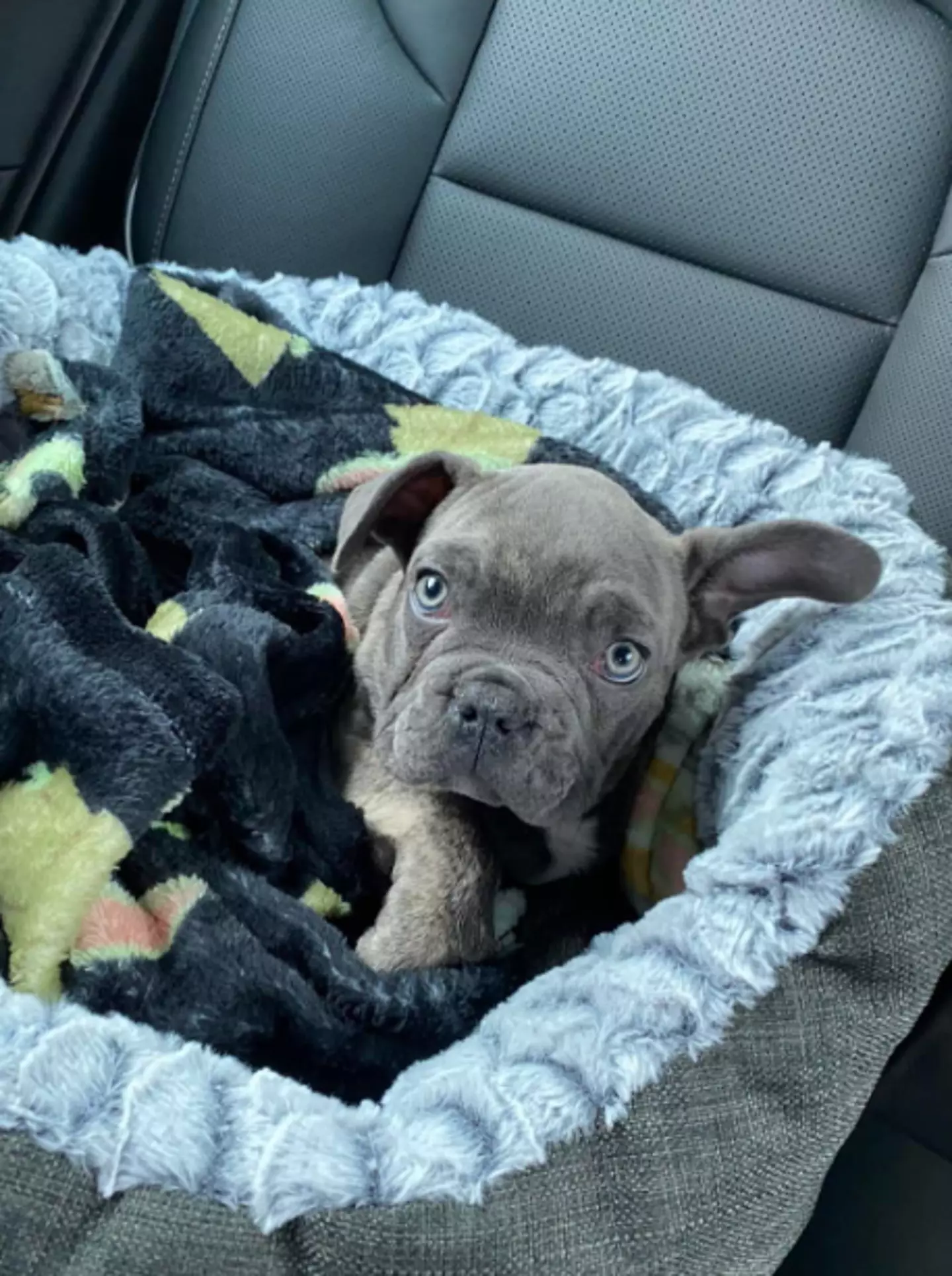 Adam Mclean and Gemma Allan left their two-year-old French Bulldog at a kennel.
