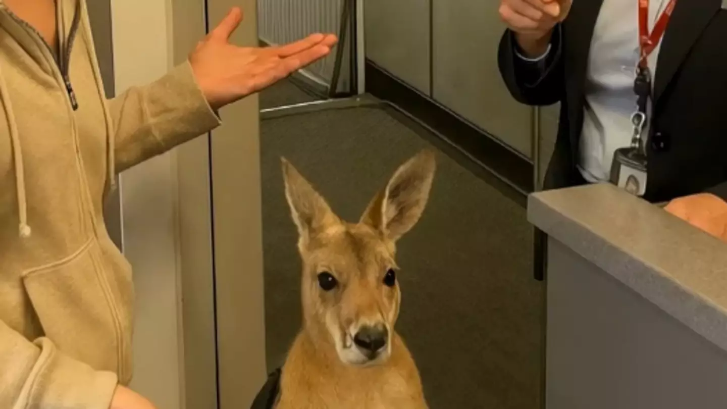 Truth behind viral video of woman trying to board plane with kangaroo