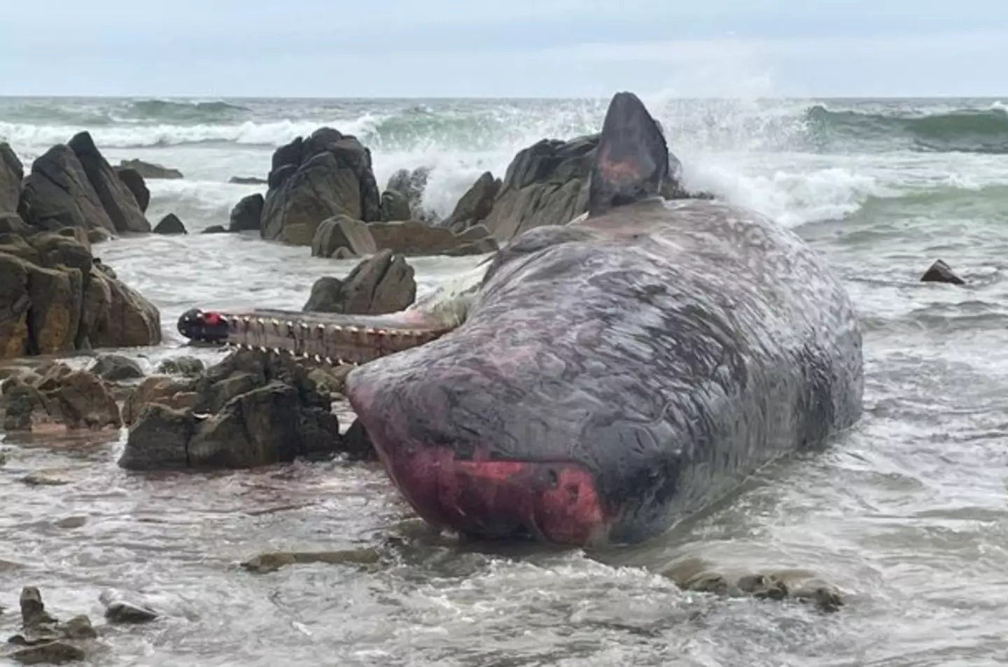 The less manpower needed, the better for the whales.