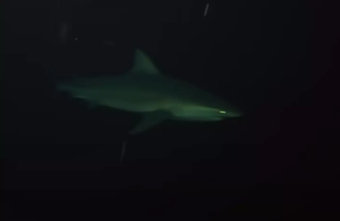 Are you scared of the sea, or what's in it? (YouTube/Odysseas Froilan)