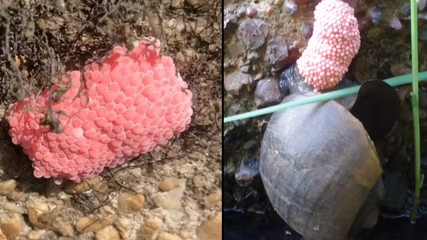 Brits given toxic warning over invasive pink 'raspberry eggs' that you should destroy every time you see them
