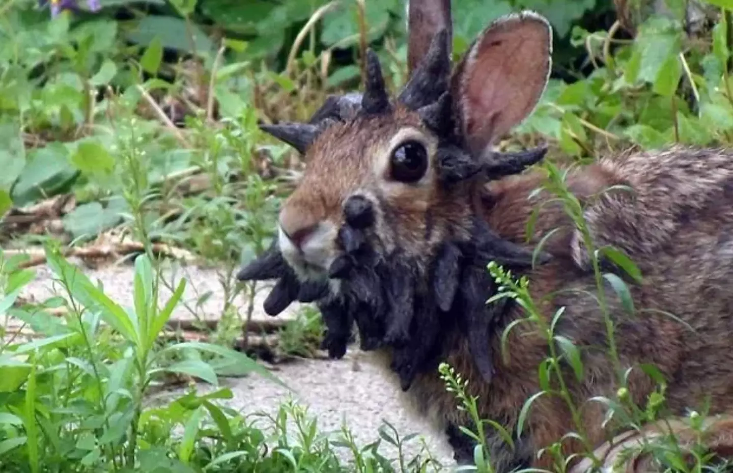 The appearance of the animals has alarmed a host of social media users (Reddit)