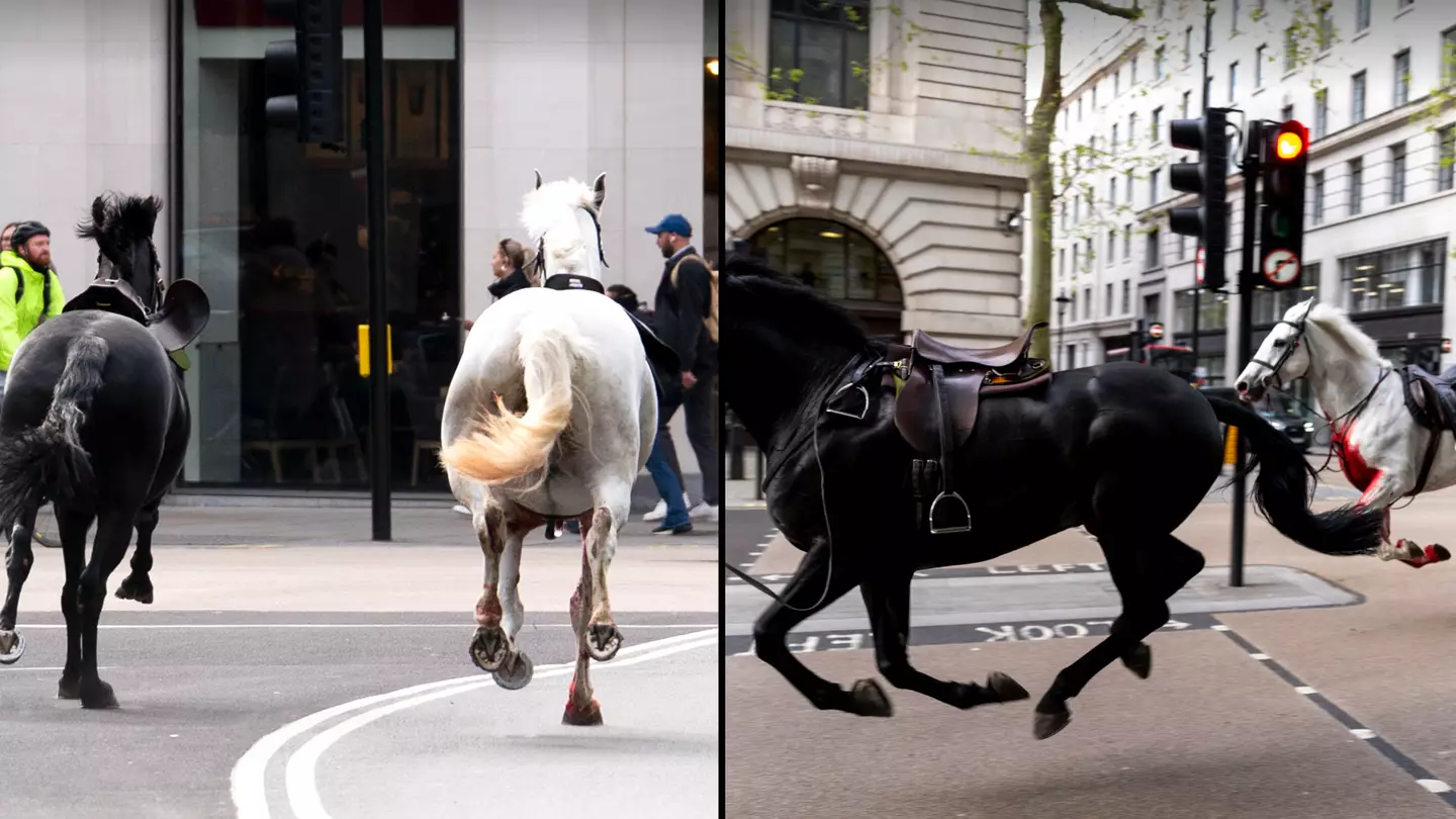 Police confirm all horses have been caught after blood-covered animals ran loose through London