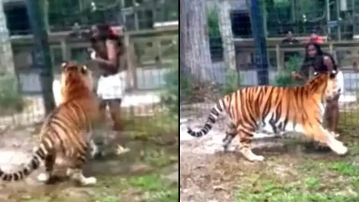 Worrying footage shows woman almost have hand bitten off by tiger after climbing fence in zoo
