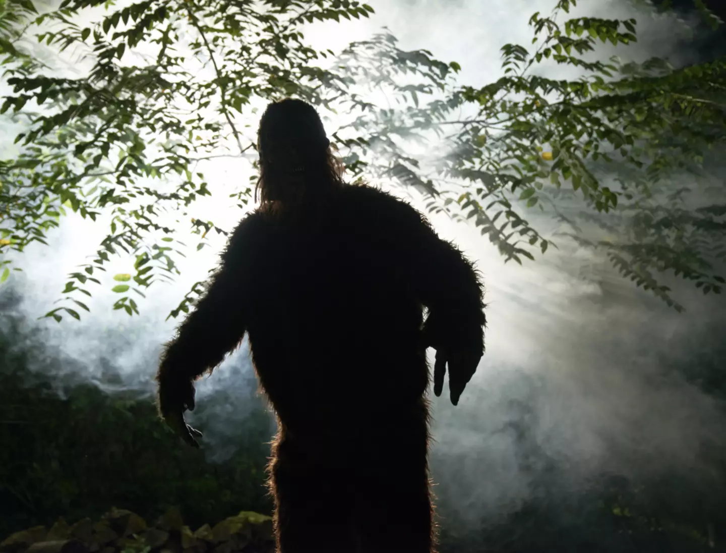 Man claims to have spoken to 'Bigfoot' and says the conversation filled him with 'doom' 1 Were you expecting him to speak English? Where would he have picked that up? (Getty Stock Photo)