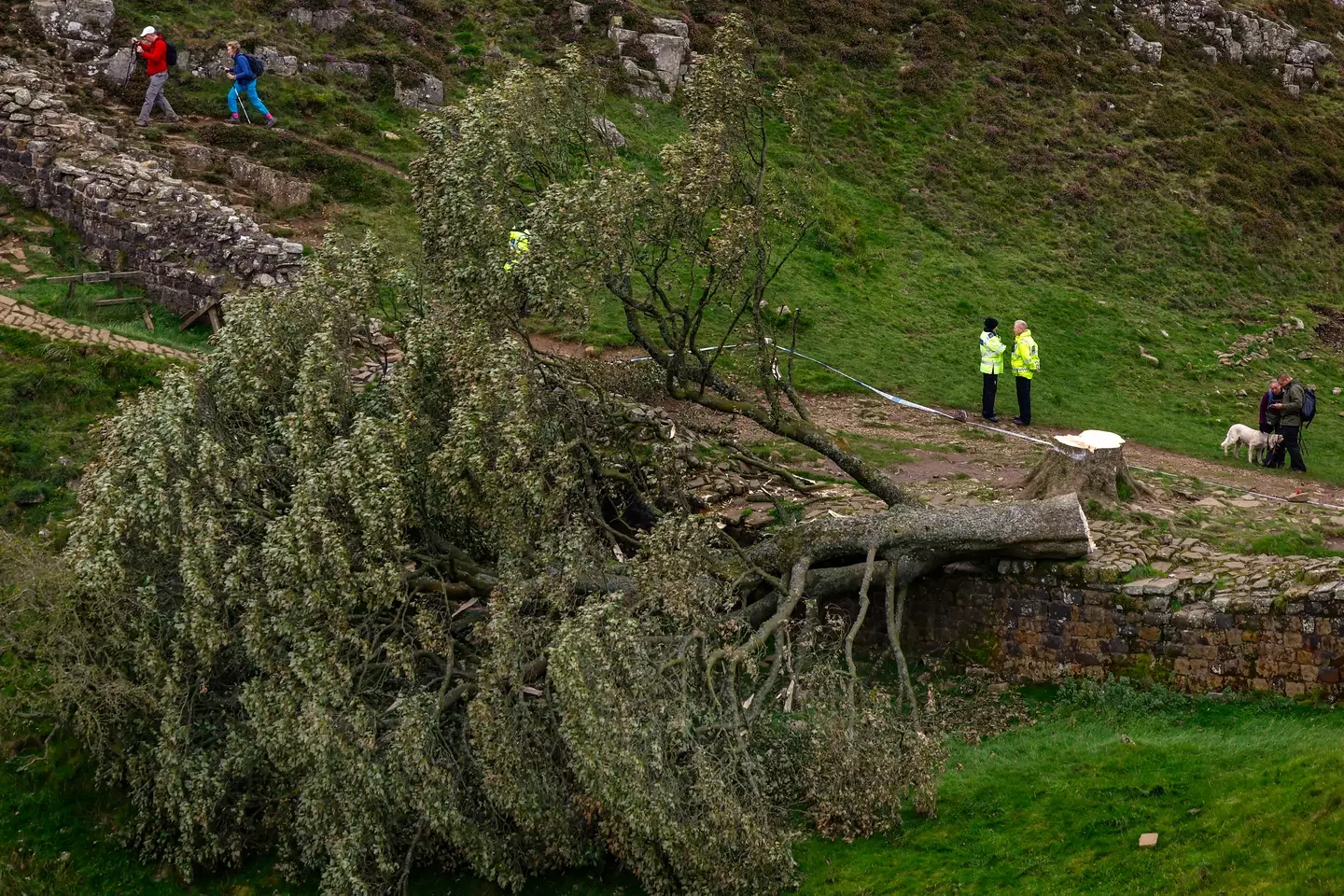 The tree was deliberately felled overnight between 27 September and 28 September.