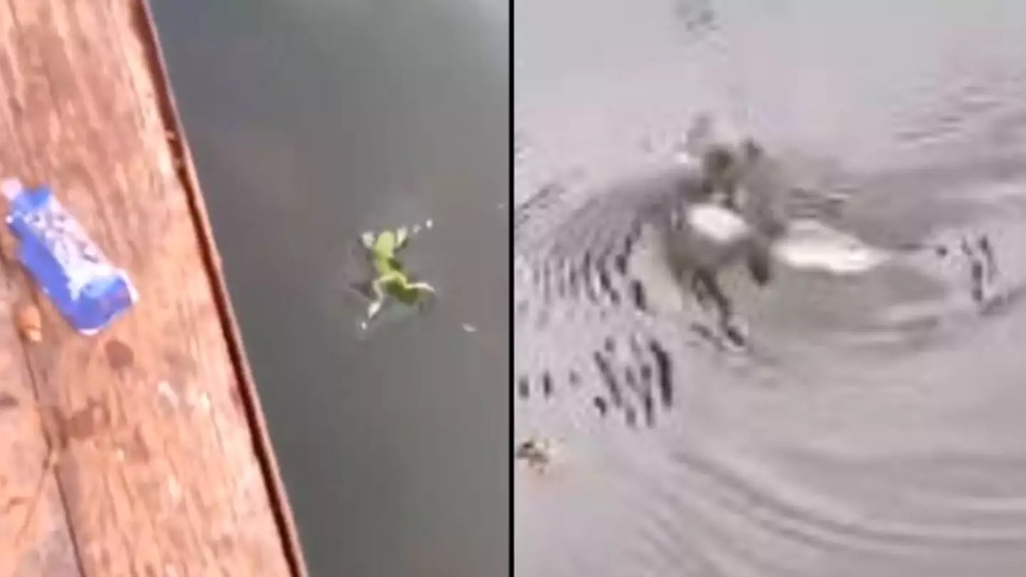 Boy Sets Frog Free After Raising It From Tadpole Only For It To Be Immediately Eaten By Fish