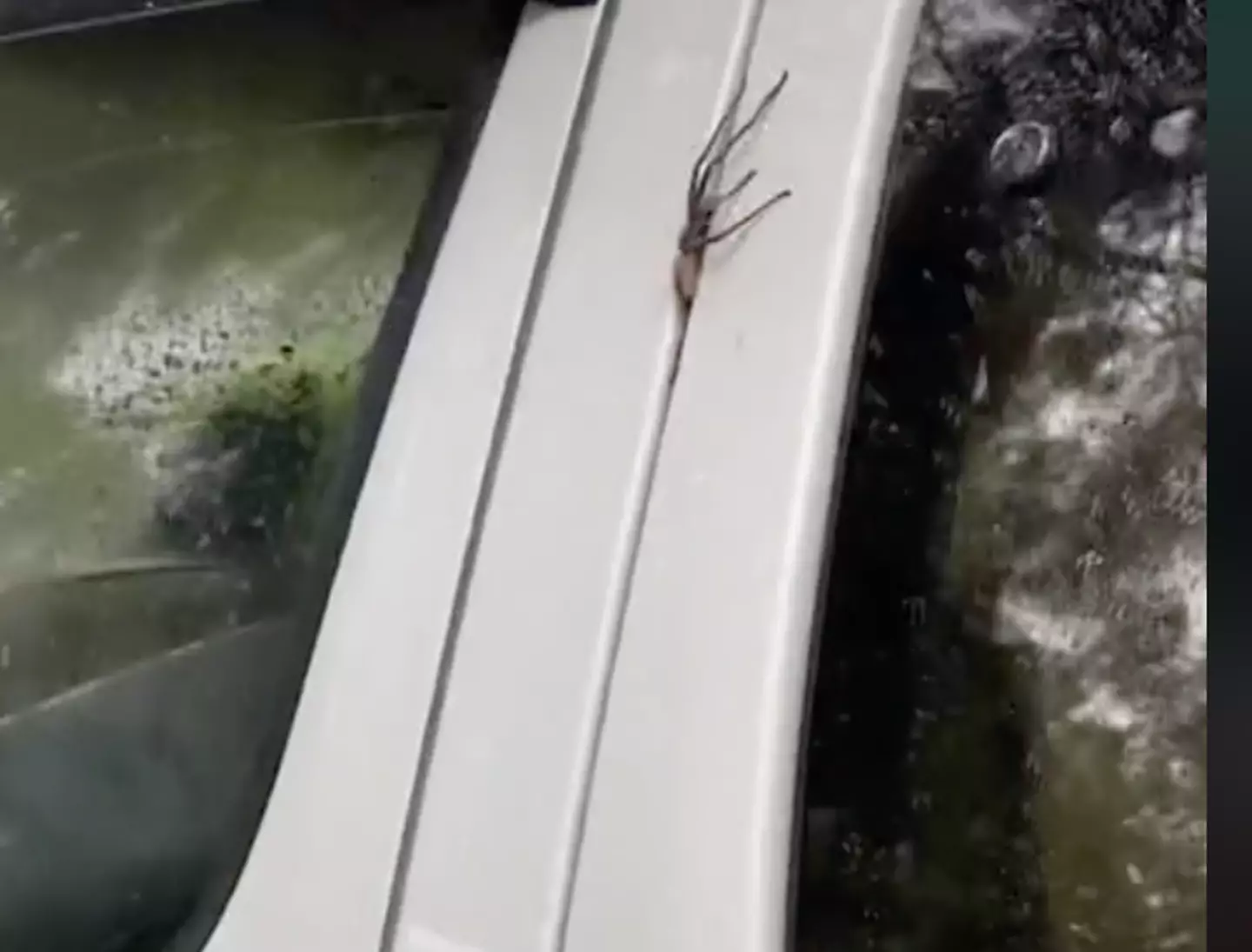 A huntsman spider climbs into a van.