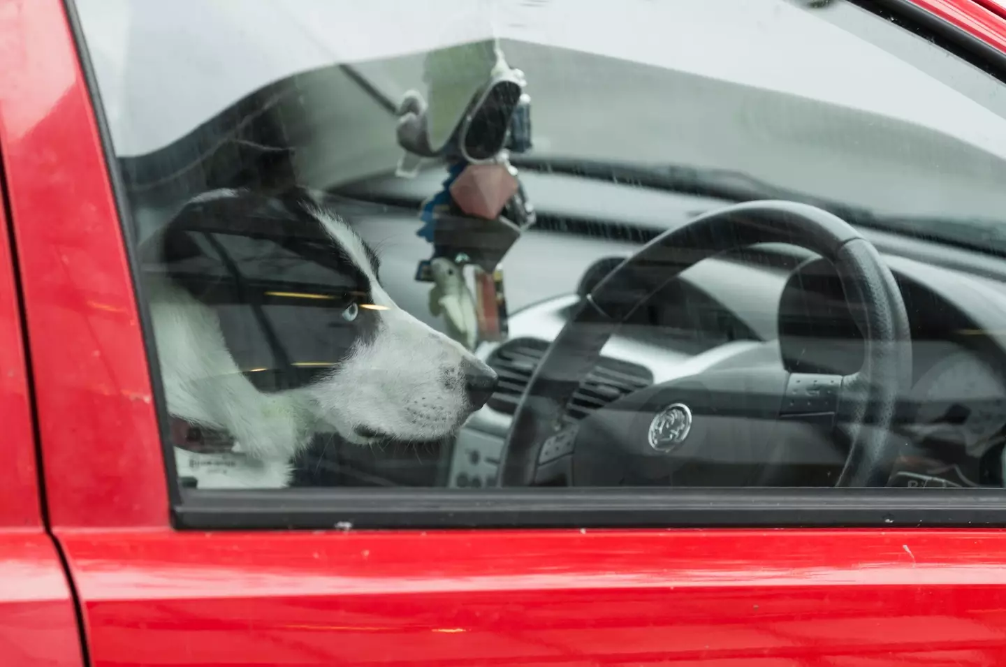 The man tried to swap seats with his dog and claim he wasn't driving.