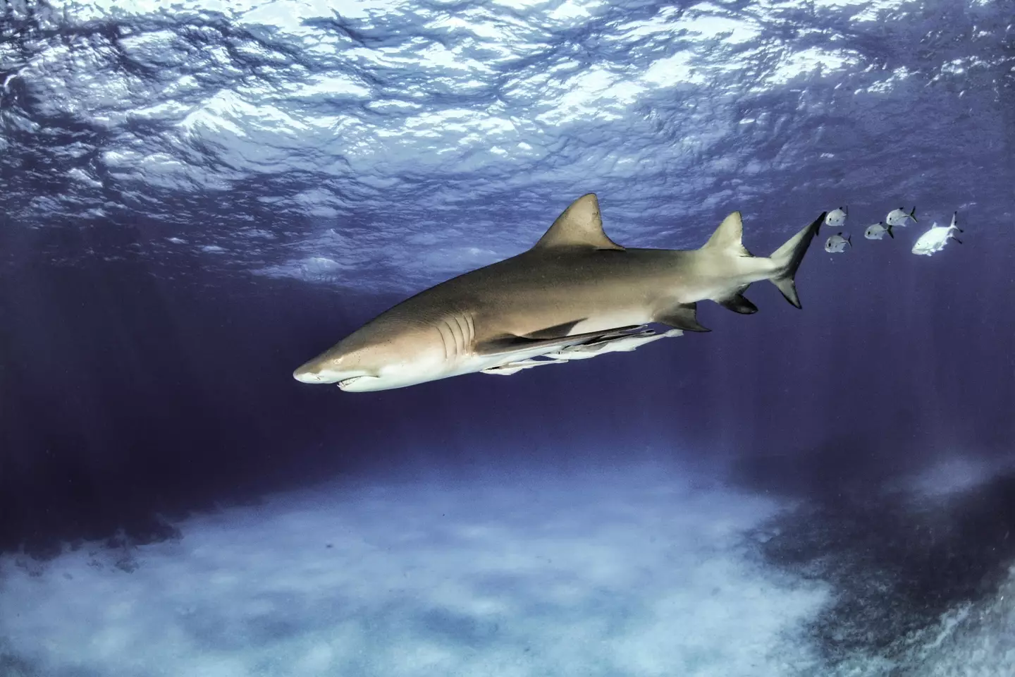 Florida has a healthy shark population.