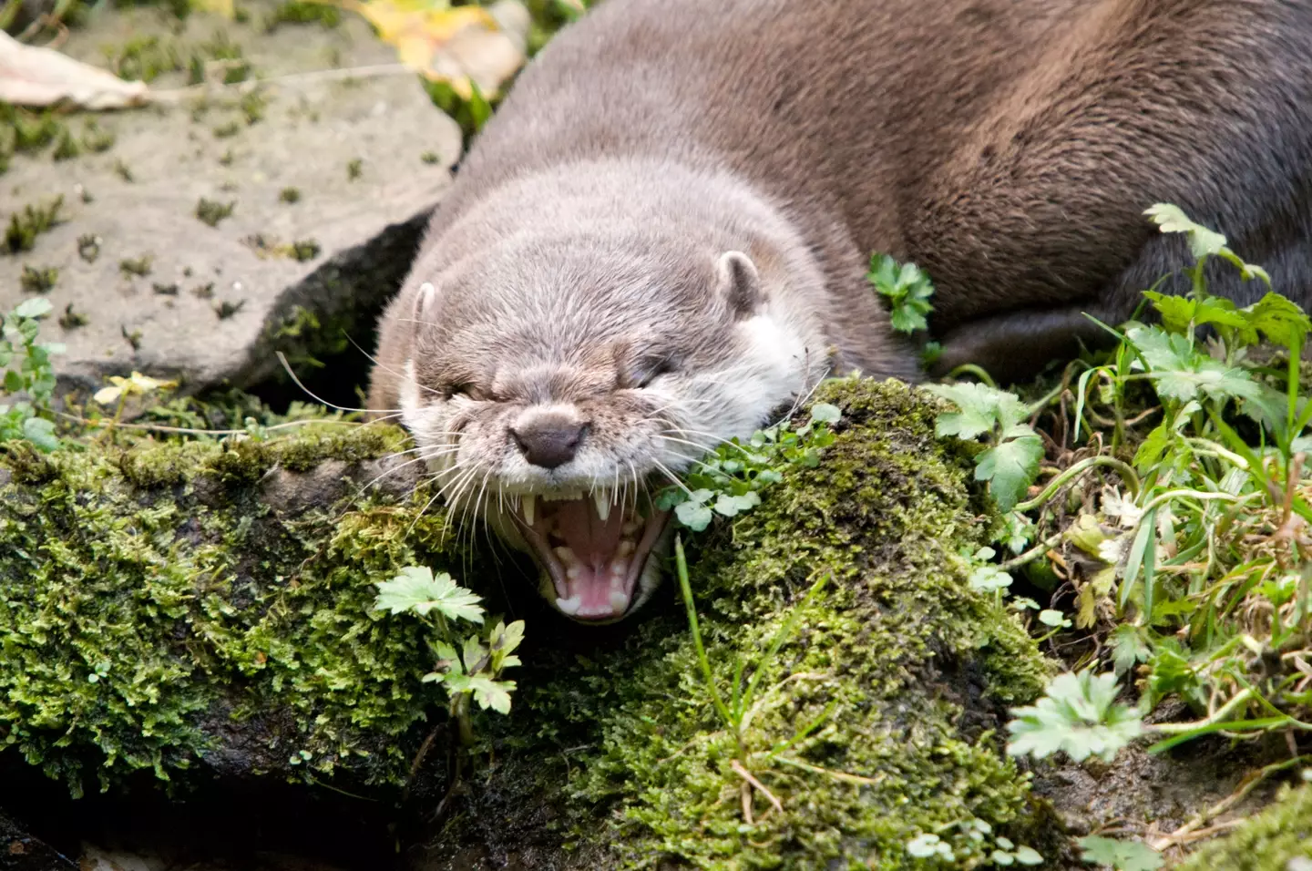 The otters turned nasty quickly.