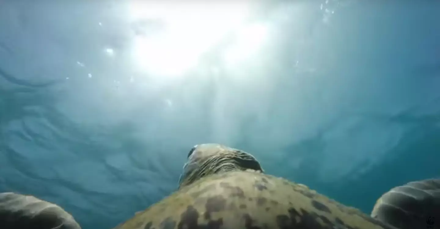 Could turtles help save the reef? (WWF)
