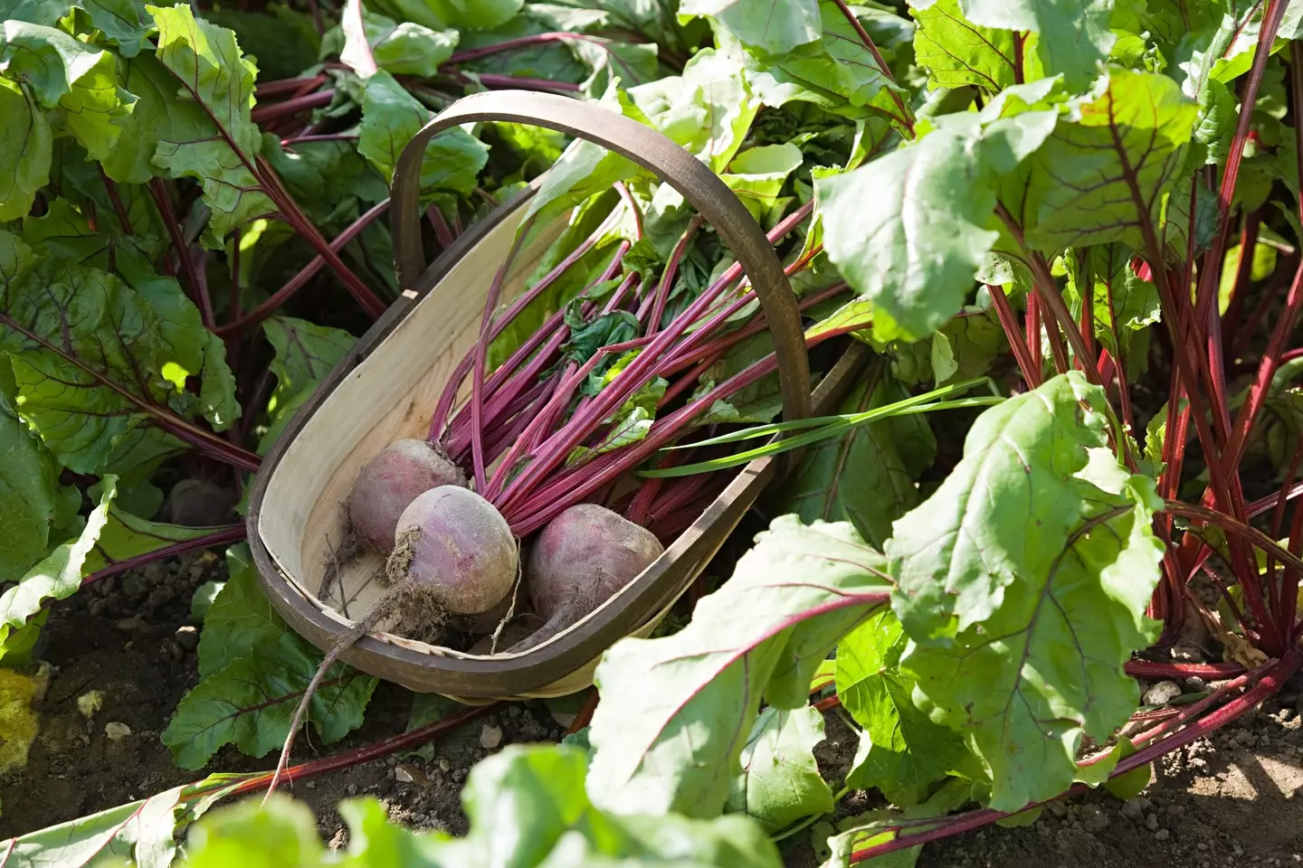 Beetroots is really good for you.