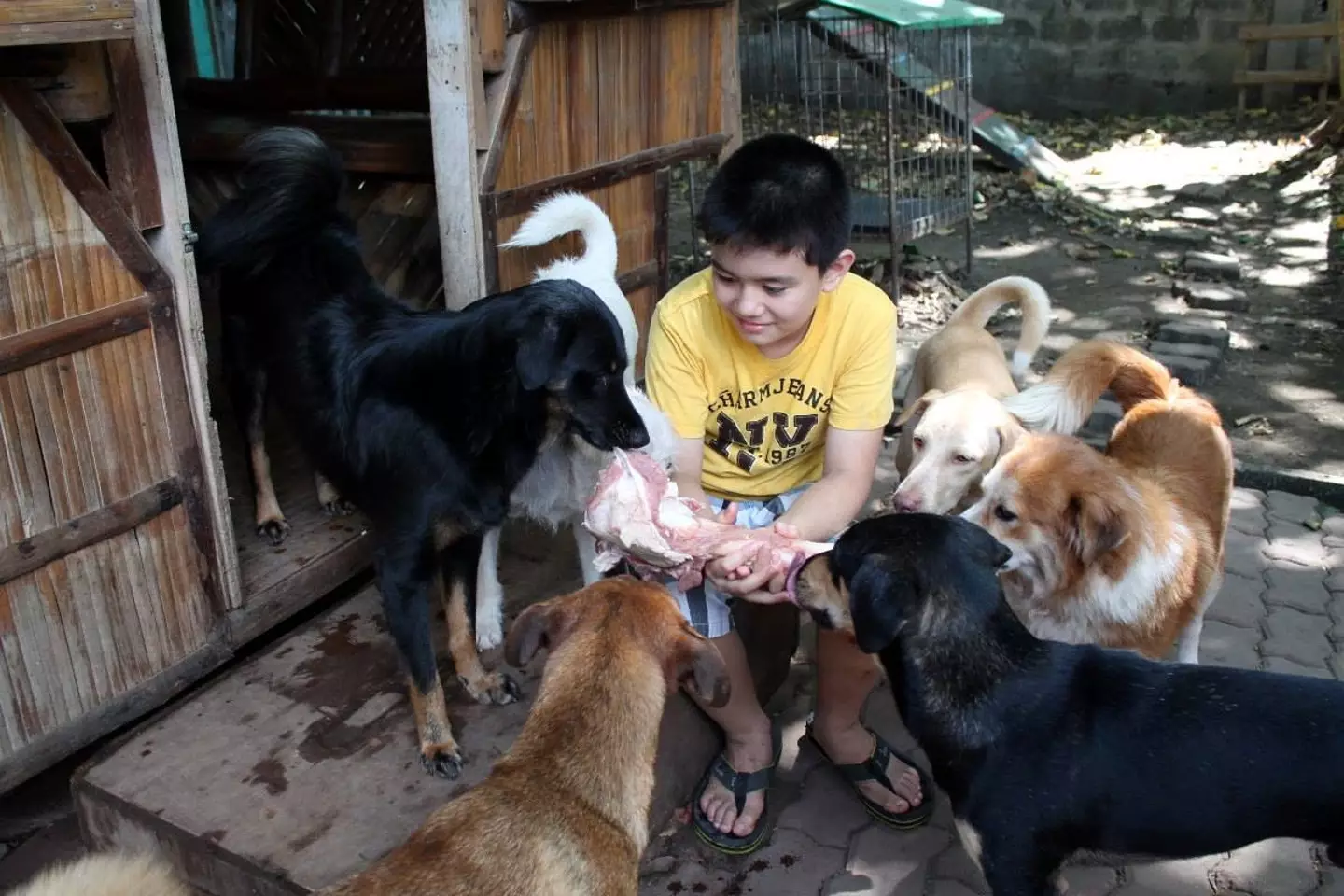 He spotted Ken feeding a group of stray dogs.