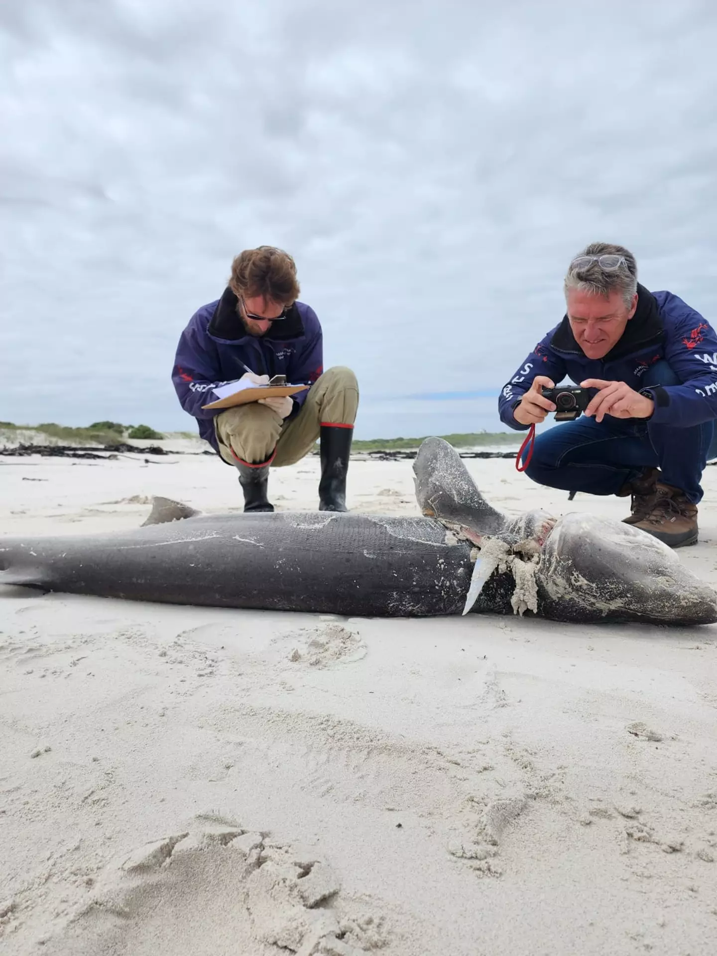 The team of scientists say this is the largest amount of sharks killed by the pair of orcas in one sitting.