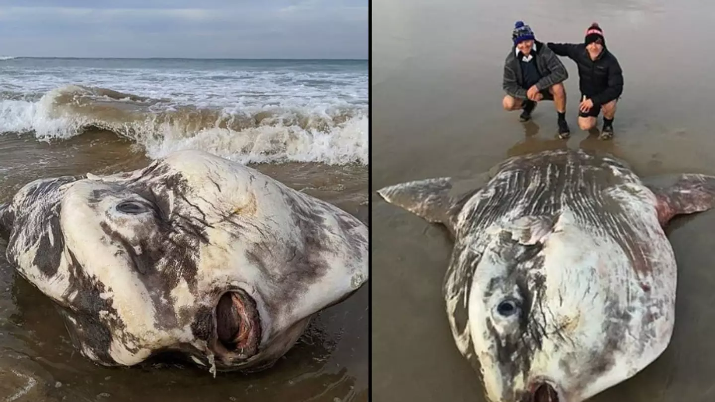 Huge alien-like sea creature washed up on beach stuns tourists