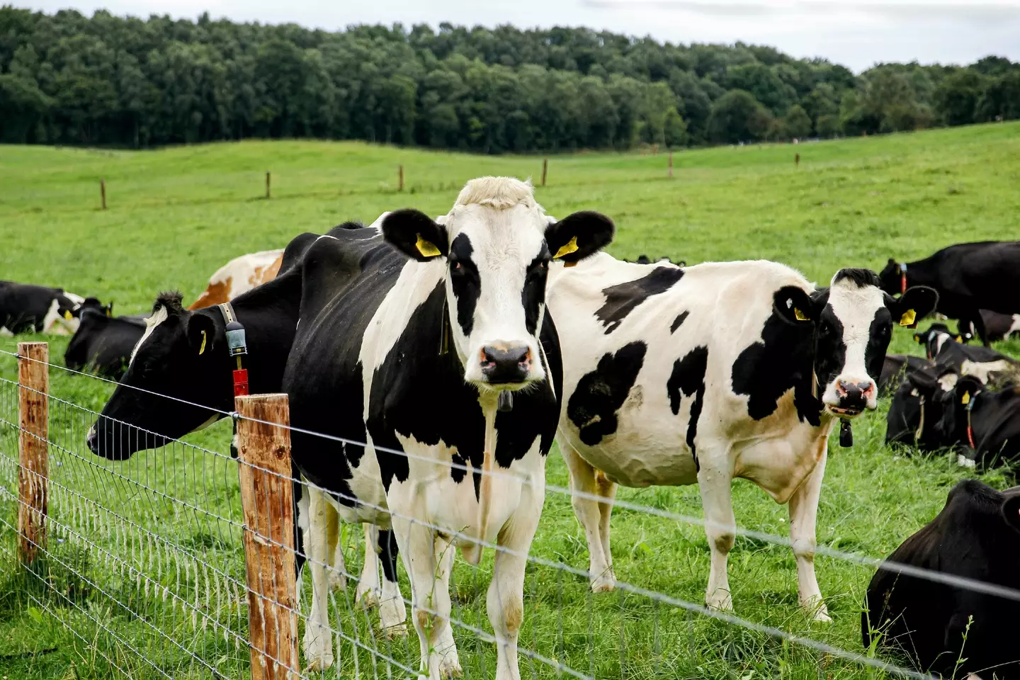 Are these cows even real?! (Kinga Krzeminska/Getty stock photo)