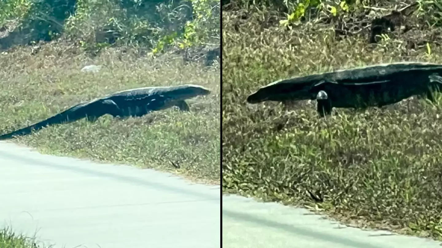 Woman who thought huge alligator was walking near daughter stunned after discovering what it actually was