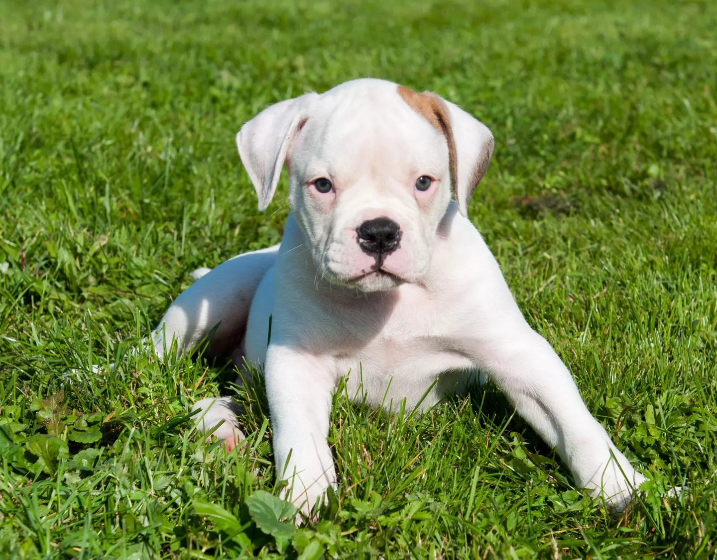The inmate was jailed for trying to steal an American bulldog puppy