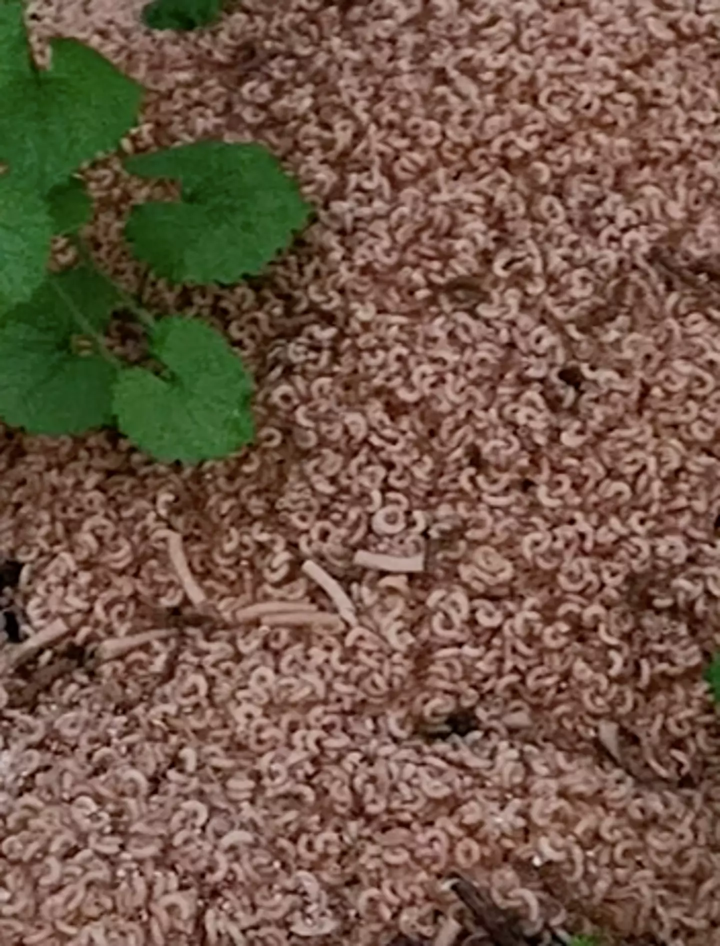 The pasta seemed to have been waterlogged rather than cooked.