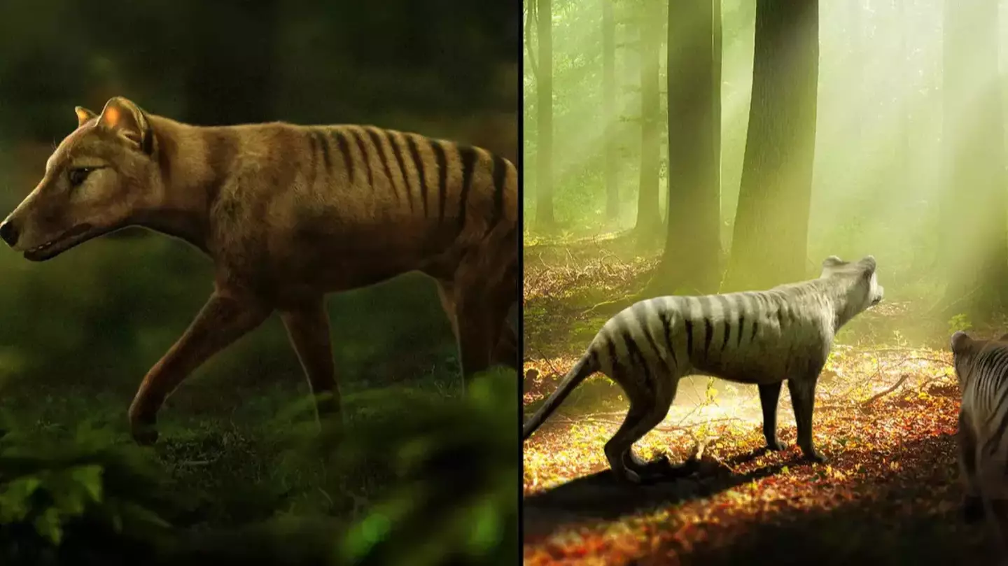 Scientists shared ambitious way they planned on bringing the Tasmanian Tiger back from extinction