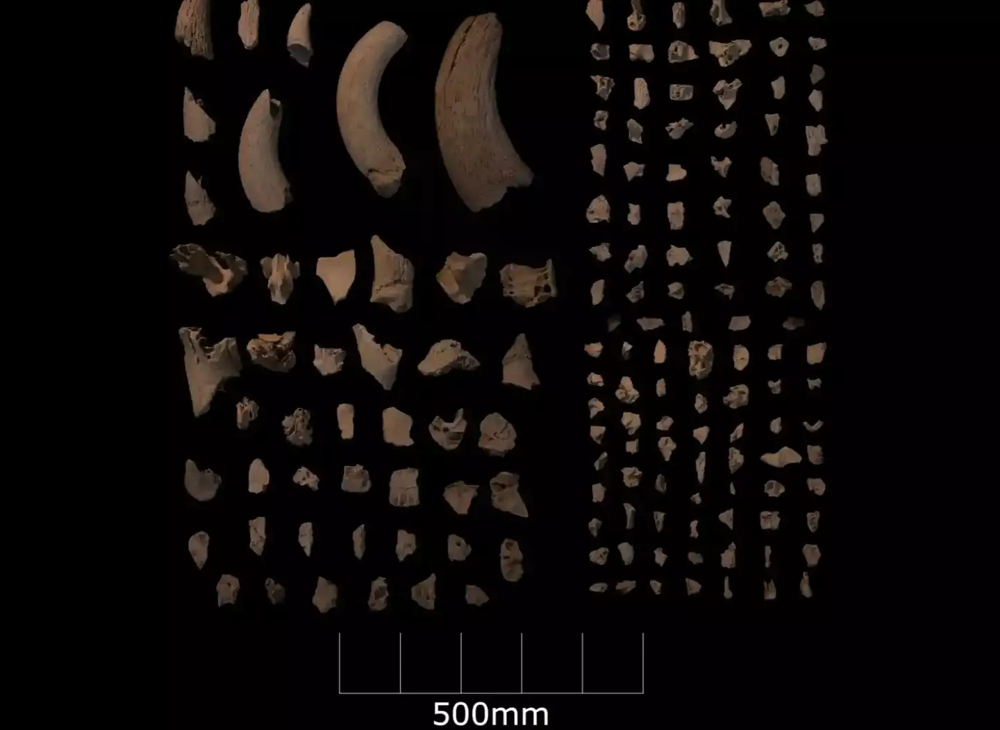 Some of the animal bones found at the site.