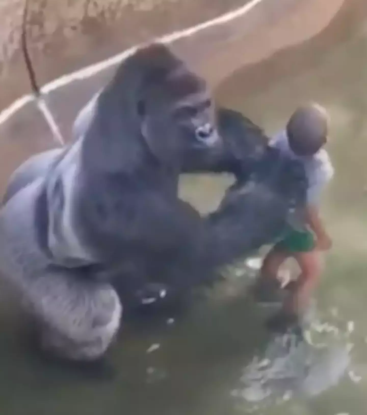 Harambe was shot and killed by Cincinnati Zoo staff in 2016 (Harambemovie.com)