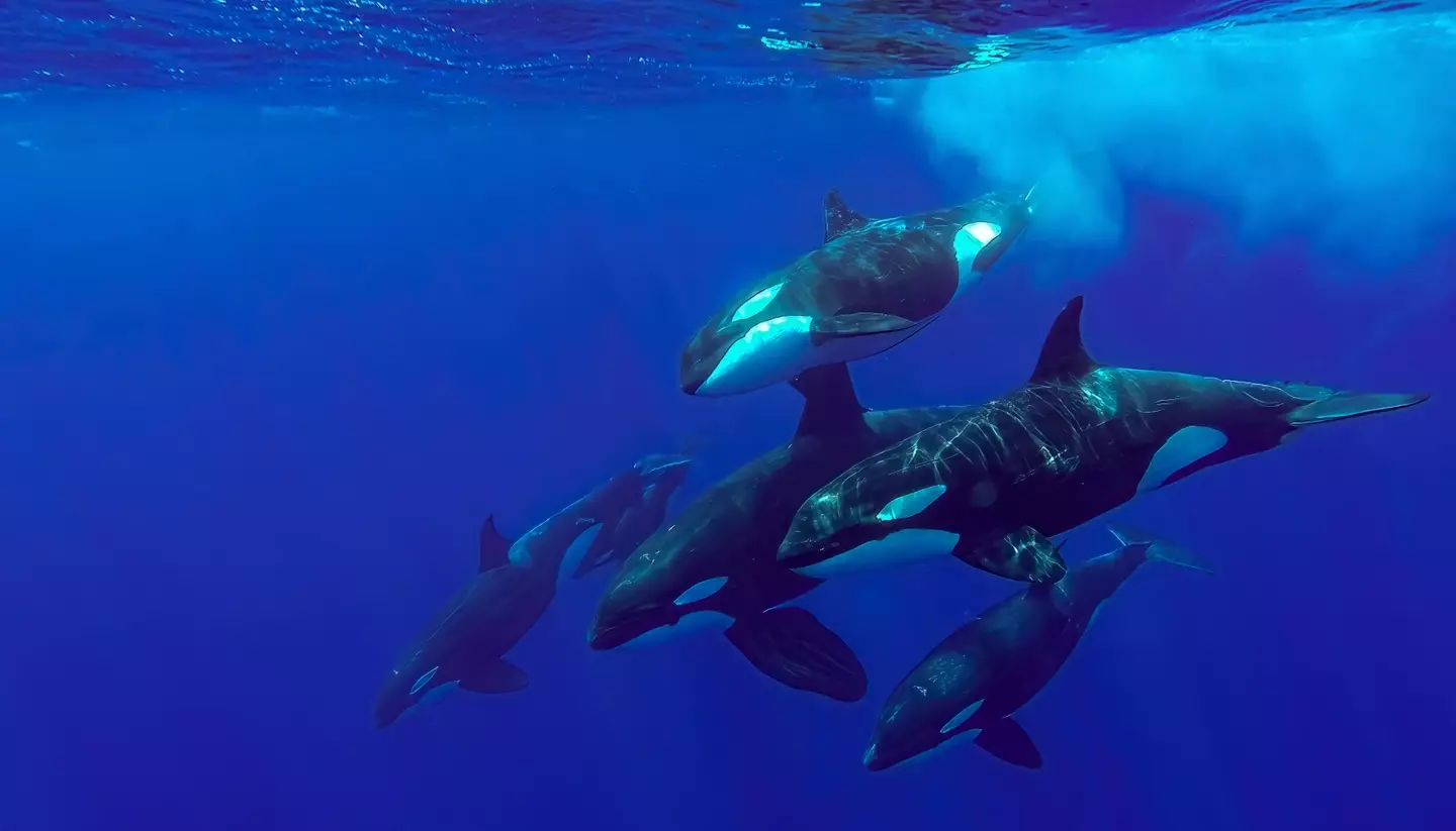 A pod of at least 30 orcas began to pursue the sperm whales.