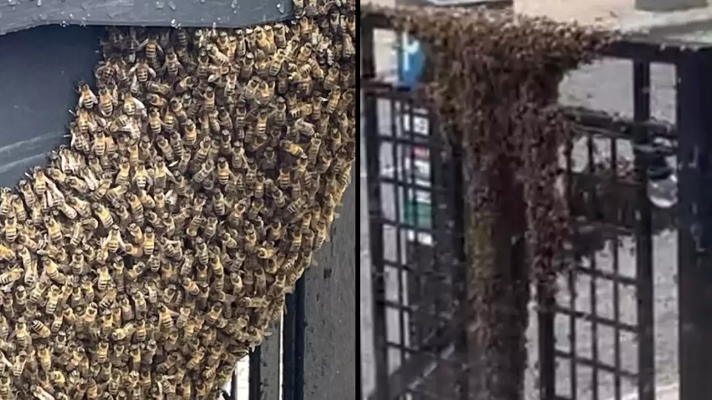 City centre bar forced to close after huge swarm of bees take over
