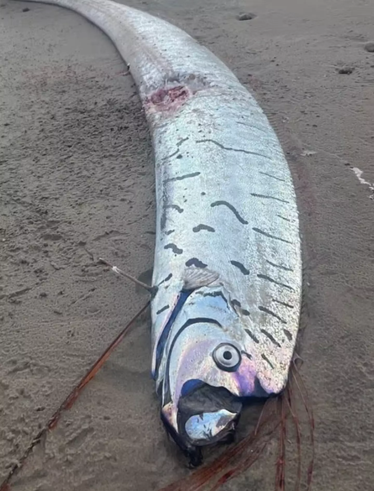 They can grow to be 36 feet long in some instances (Sybil Robertson)