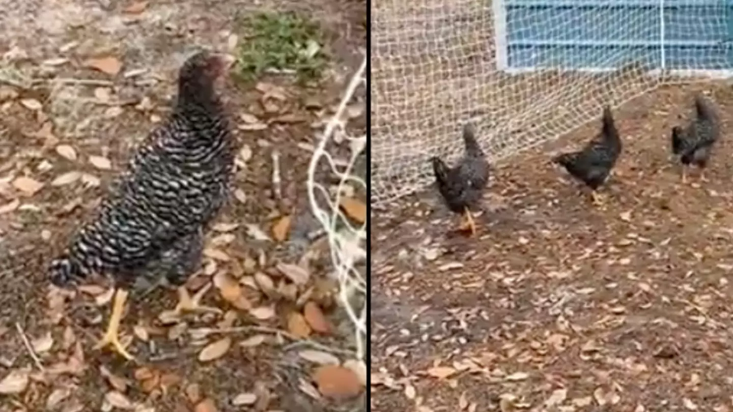 People convinced there’s a ‘glitch in the matrix’ after spotting chickens frozen in time