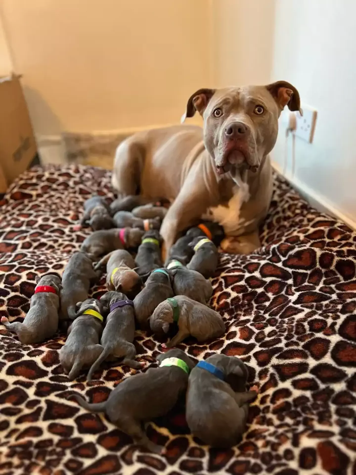 Jamie's dog recently gave birth to 18 puppies.