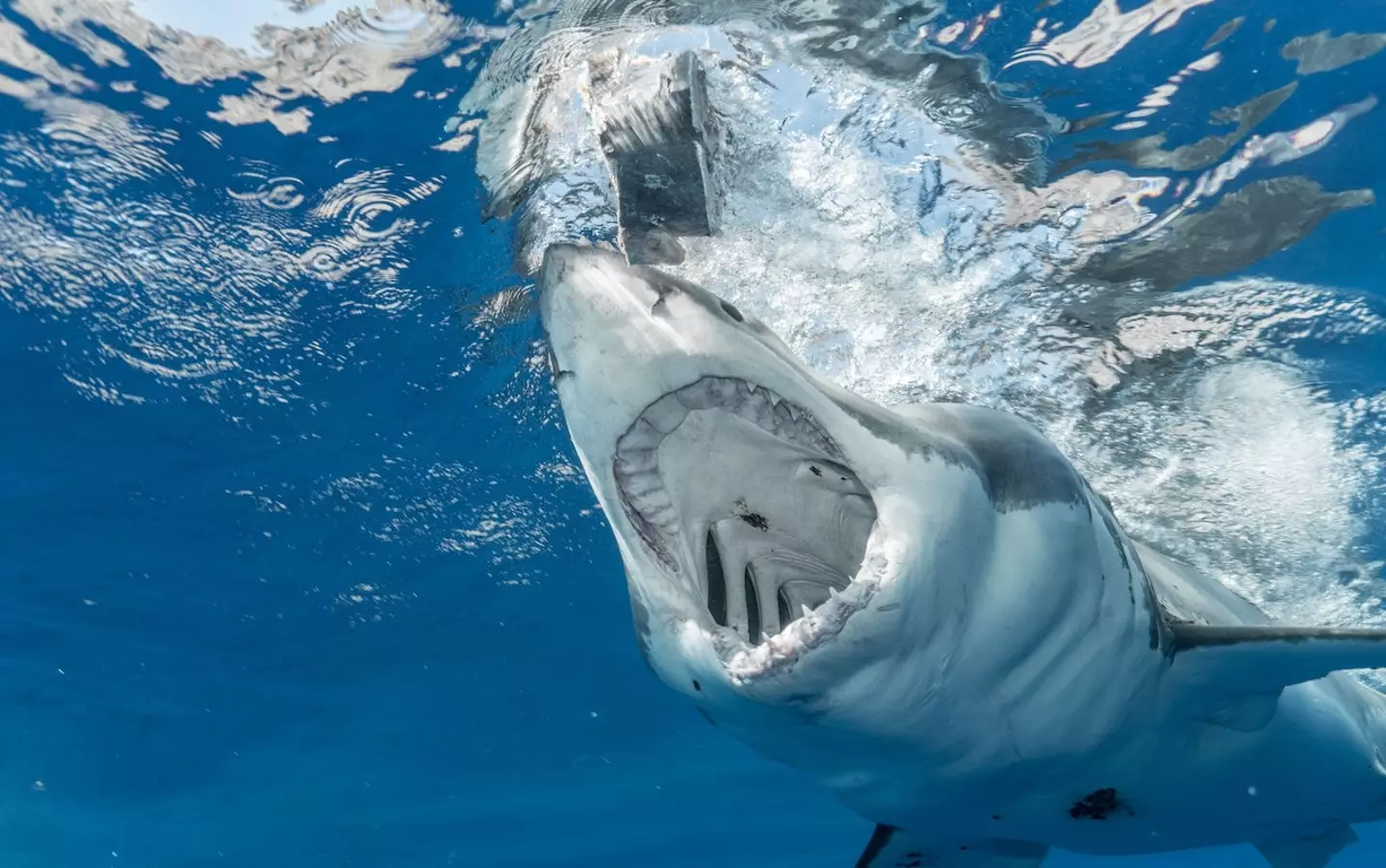A woman's foot was viscously ripped off by shark while she was snorkelling off a luxury Caribbean island.