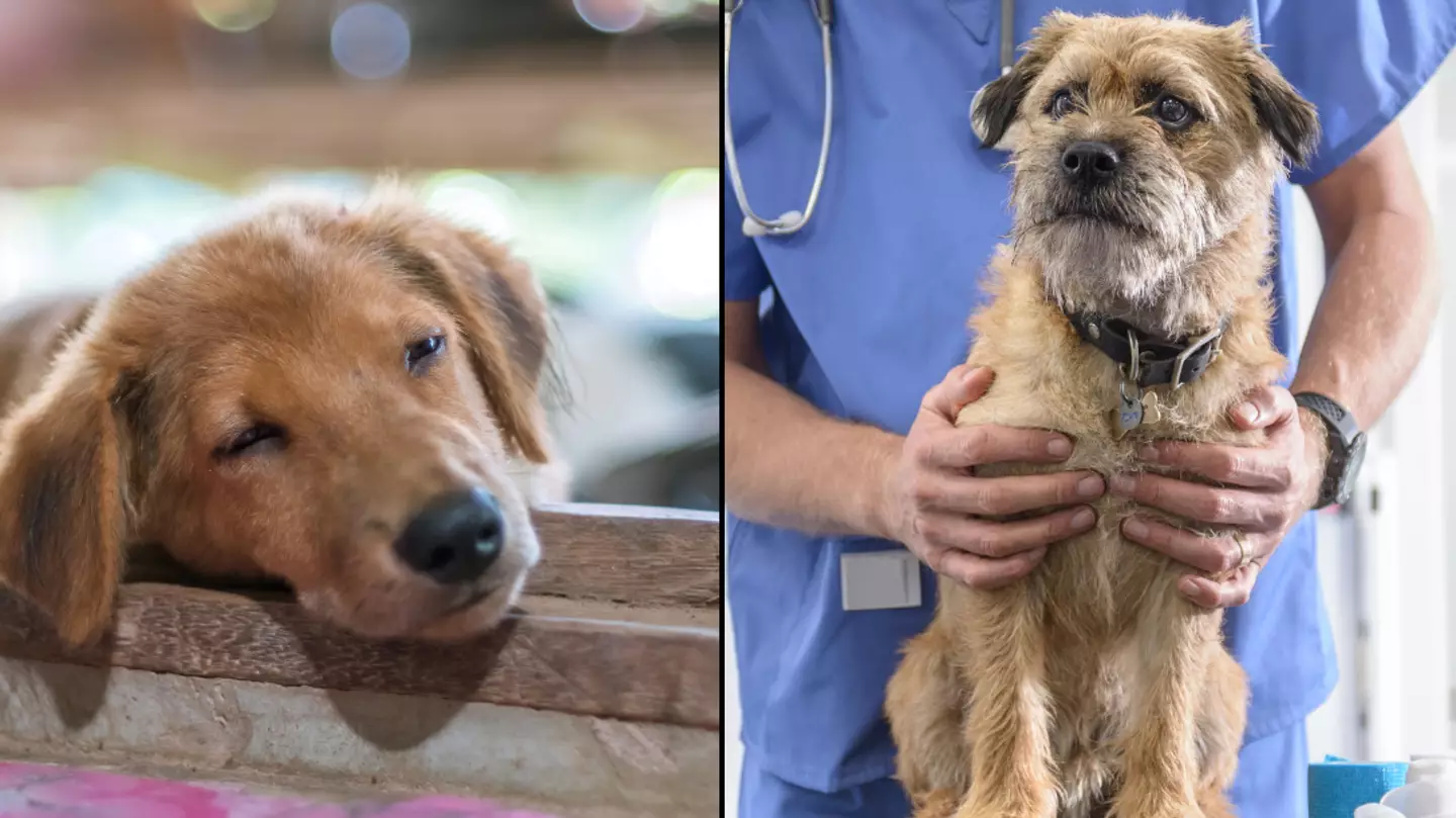 Vet's heartbreaking plea to dog owners who want to put down their pet leaves everyone in tears