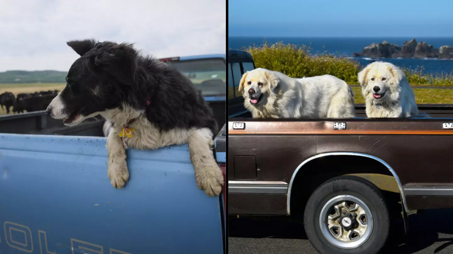 Australian state bans drivers from letting pets sit unrestrained in the back of a ute