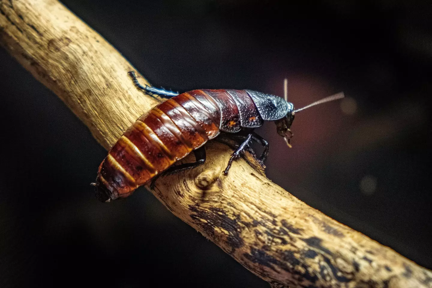 Madagascar Hissing Coackroaching /