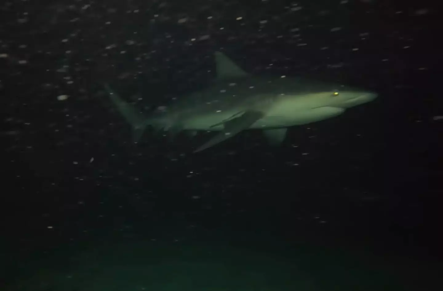 He captured some chilling footage of sharks swimming around after nightfall (YouTube/@OdiFroilan)