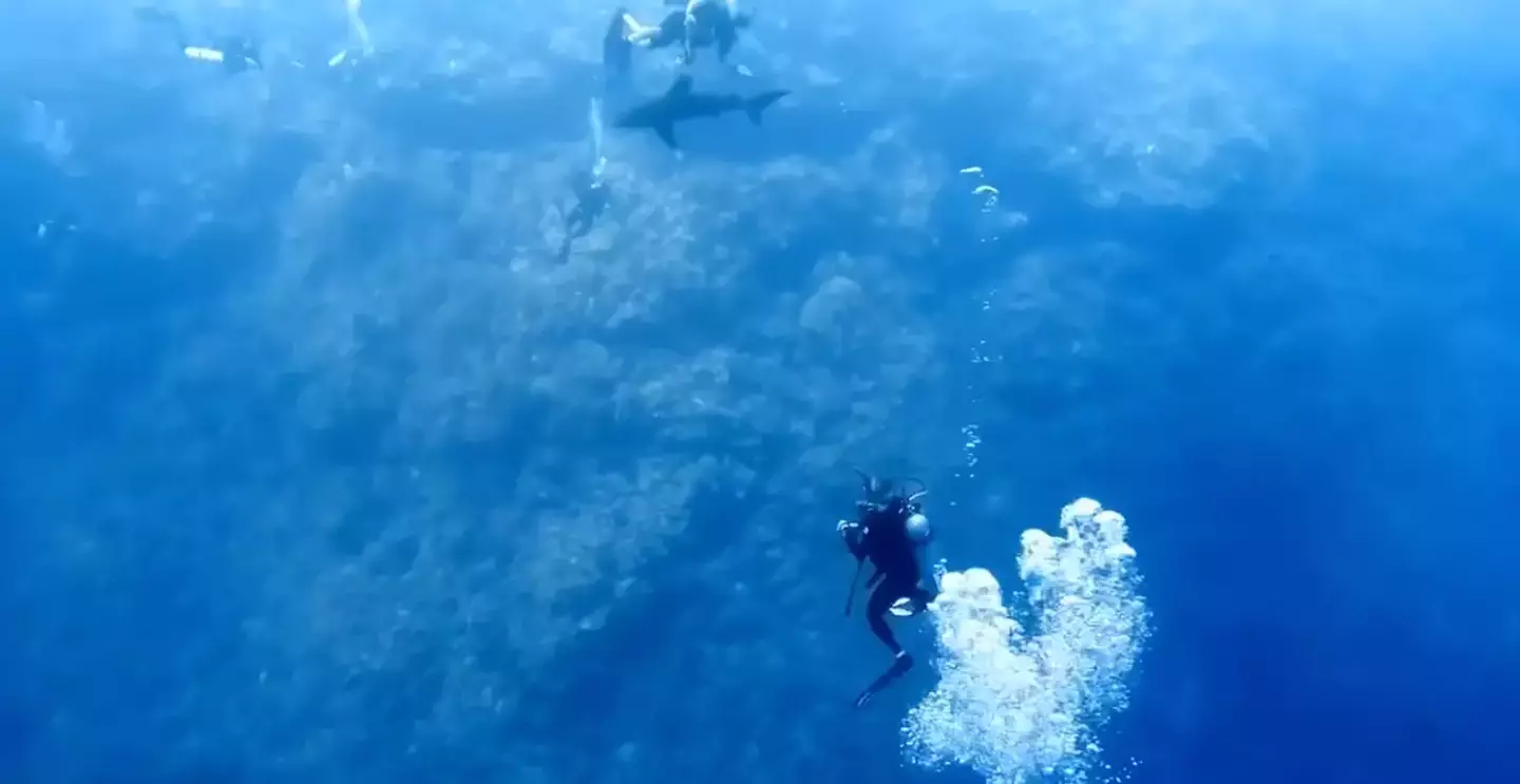 The video shows the shark getting very close to the divers.