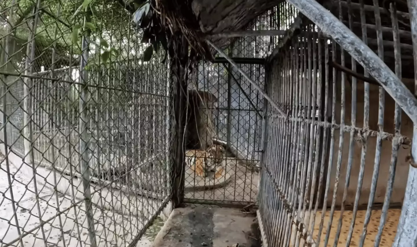 He found crocodiles, a herd of deer and a tiger at the neglected site (YouTube/SeanKing5150)